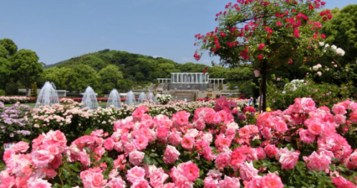 神戸市立須磨離宮公園で「春のバラ鑑賞会」を開催　神戸市