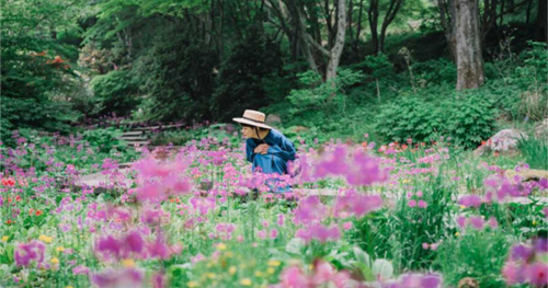 六甲高山植物園で「クリンソウ」が見ごろ　神戸市